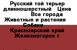 Русский той-терьер длинношерстный › Цена ­ 7 000 - Все города Животные и растения » Собаки   . Красноярский край,Железногорск г.